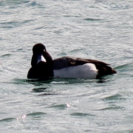 Greater Scaup - ML632568052
