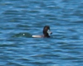 Greater Scaup - ML632568054
