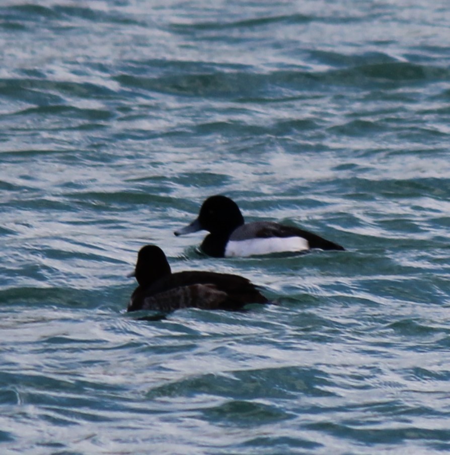 Greater Scaup - ML632568055