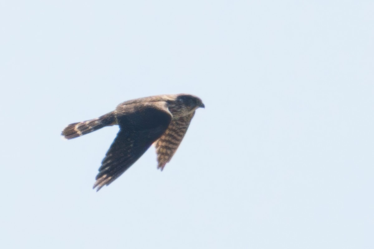 Merlin - ML632568381