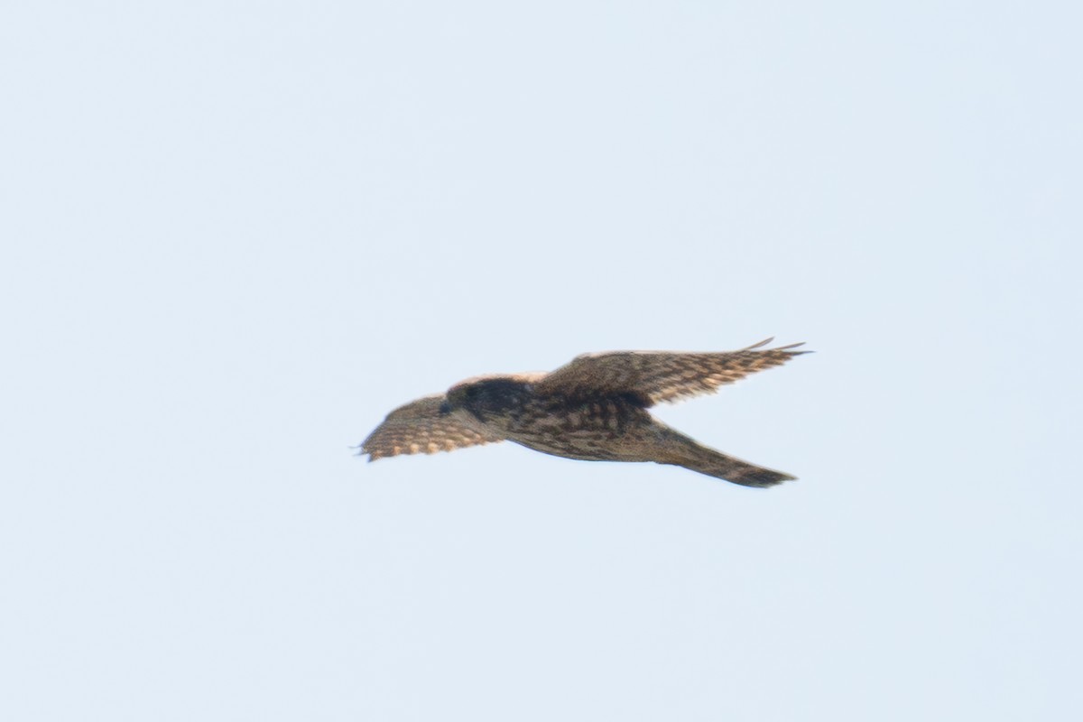 Merlin - ML632568384