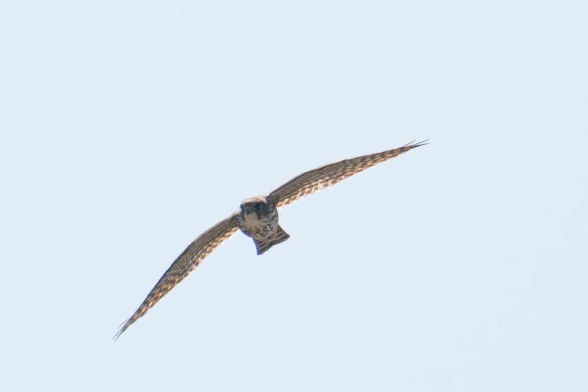 Merlin - ML632568385