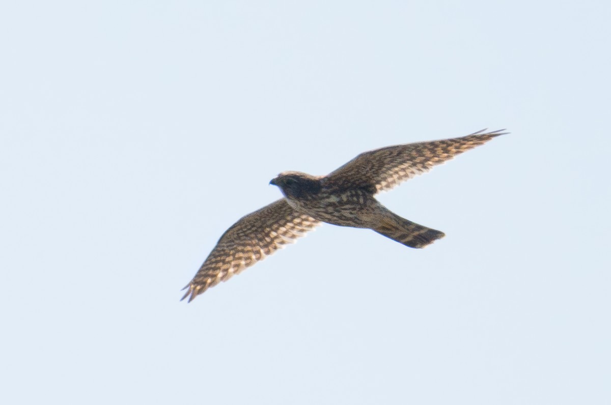 Merlin - ML632568386