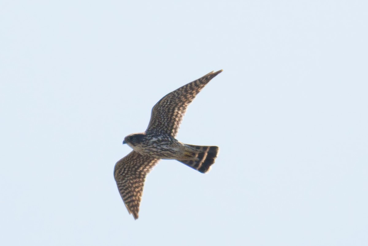 Merlin - ML632568387