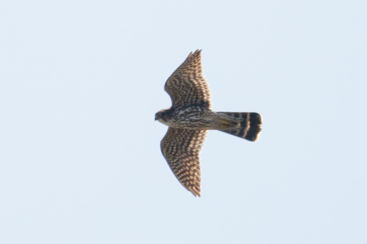 Merlin - ML632568388
