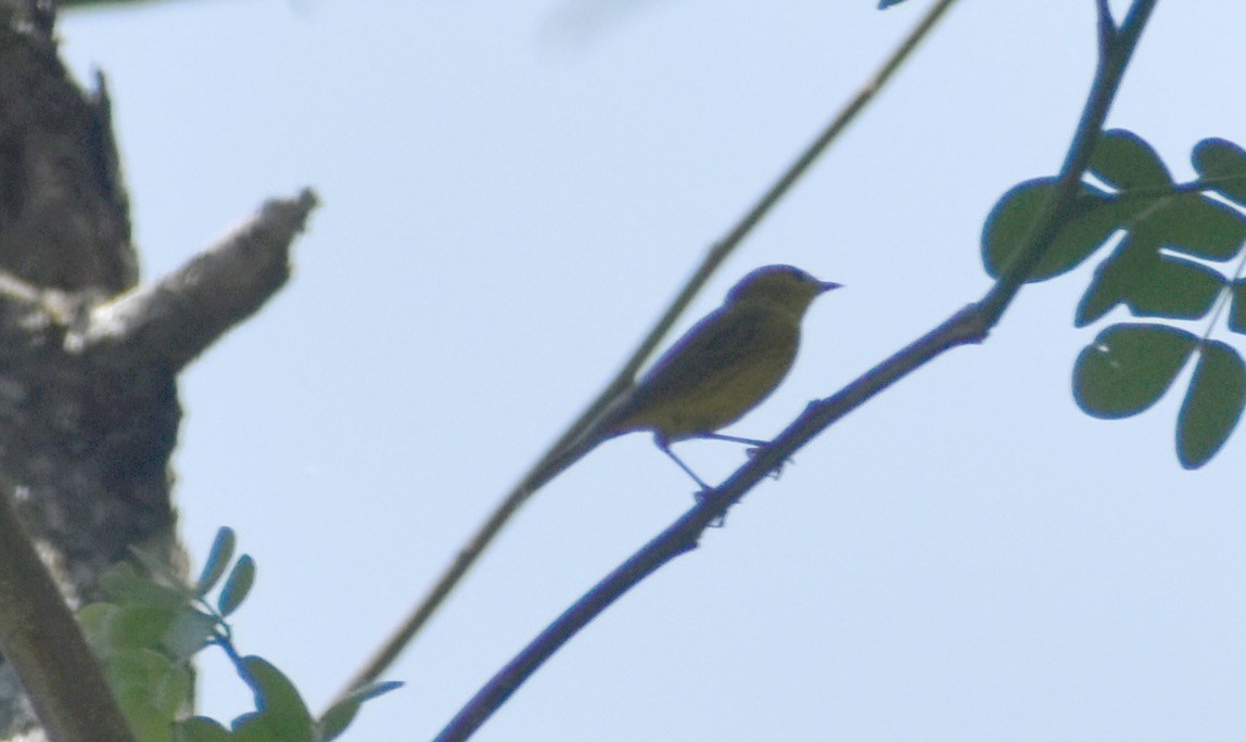 Yellow Warbler - ML632568489