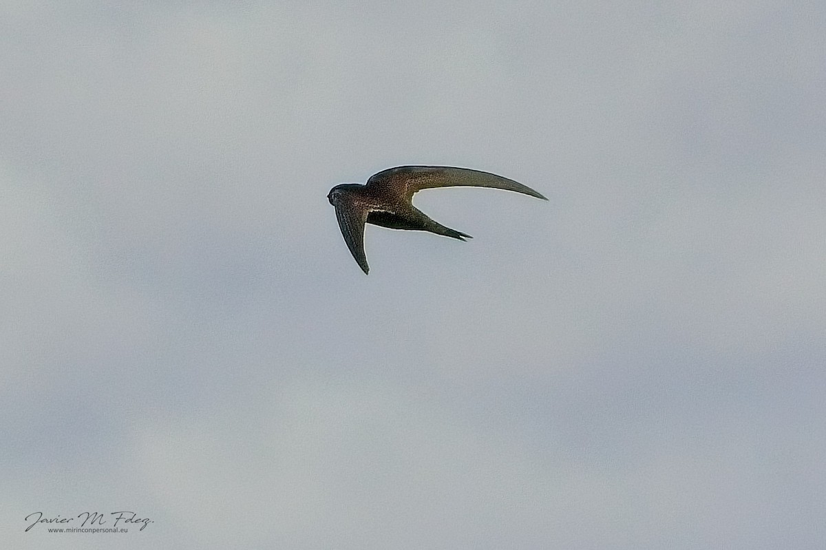 Plain Swift - ML632568515