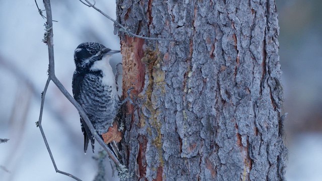 American Three-toed Woodpecker - ML632568666