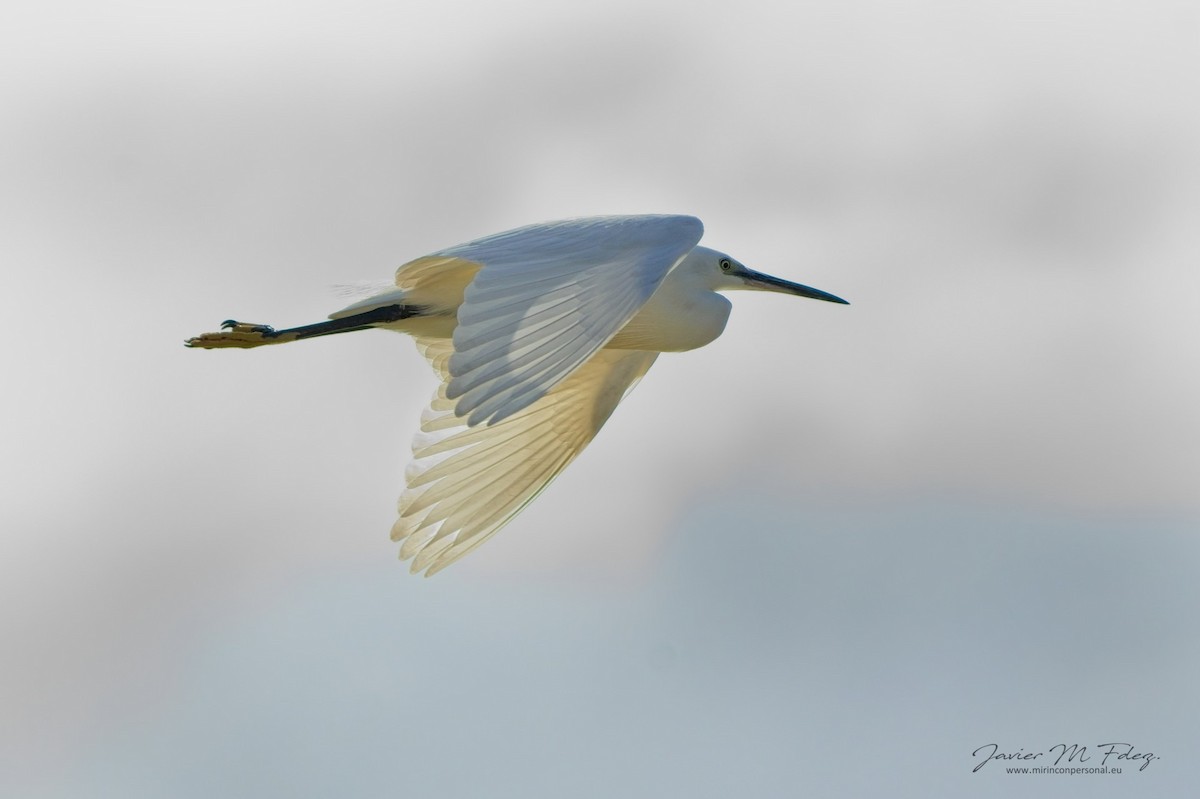 Little Egret - ML632568718