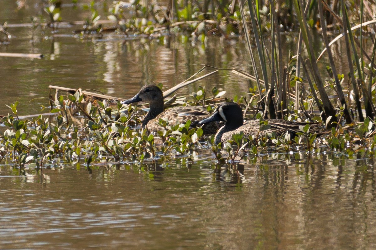 Blue-winged Teal - ML632569001