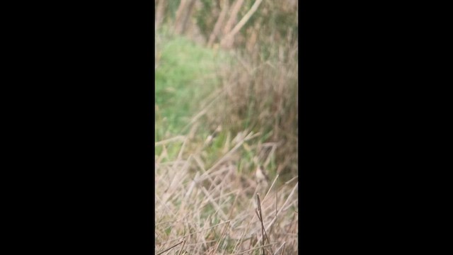Amur Stonechat - ML632569036