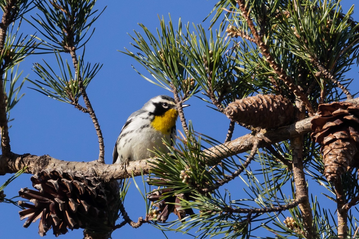 Yellow-throated Warbler - ML632569168