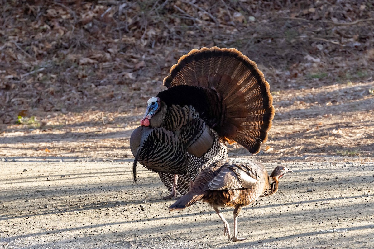 Wild Turkey - ML632569208