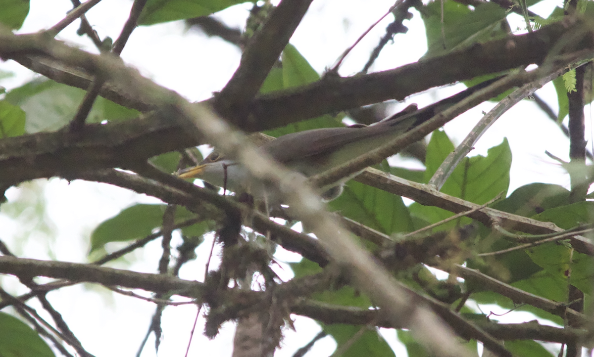 Pearly-breasted Cuckoo - ML632569287