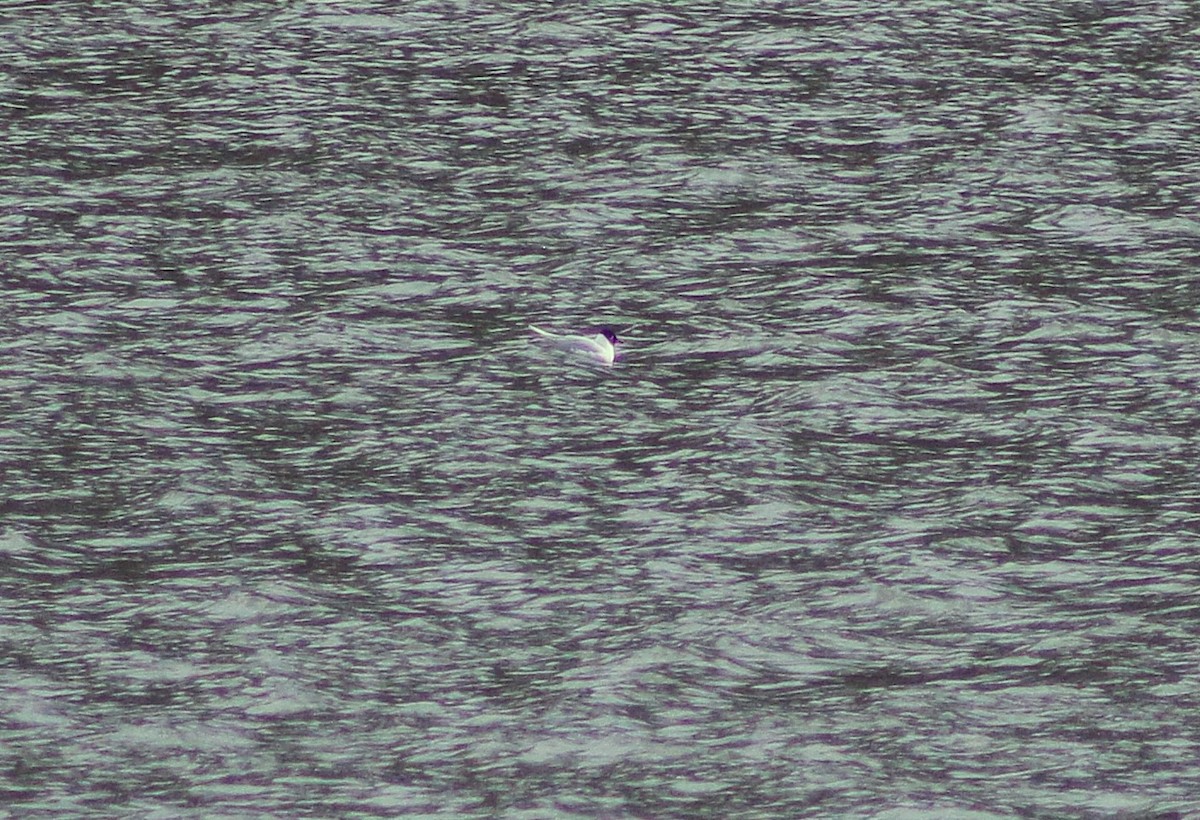 Mediterranean Gull - ML632569402