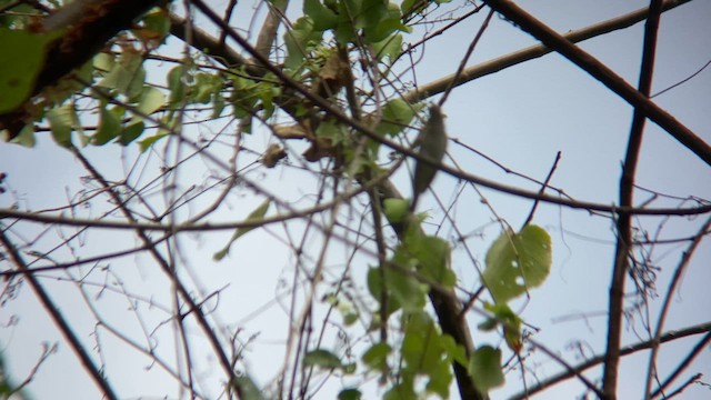Black-whiskered Vireo - ML632569496