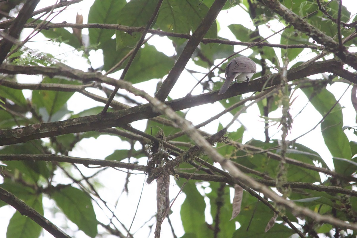 Pearly-breasted Cuckoo - ML632569498