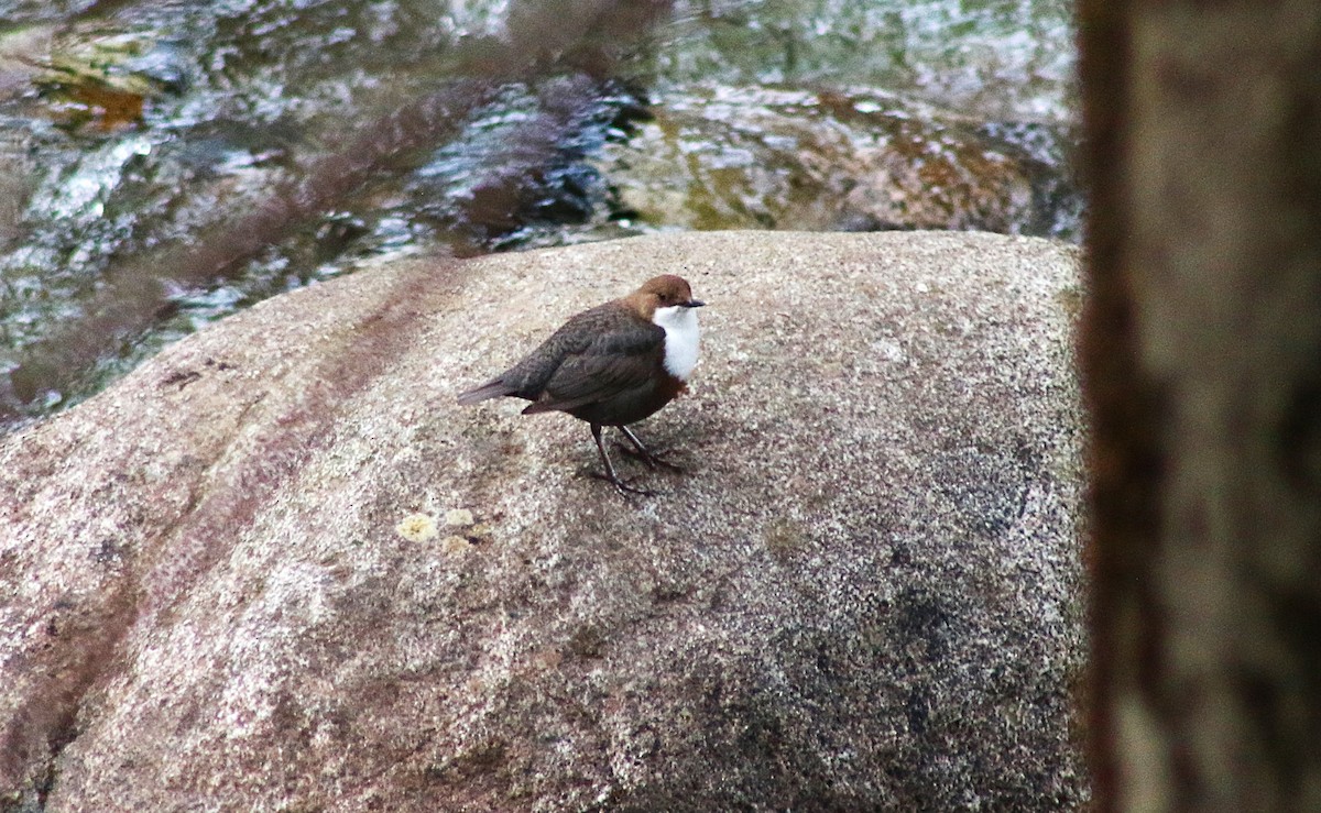 White-throated Dipper - ML632569556