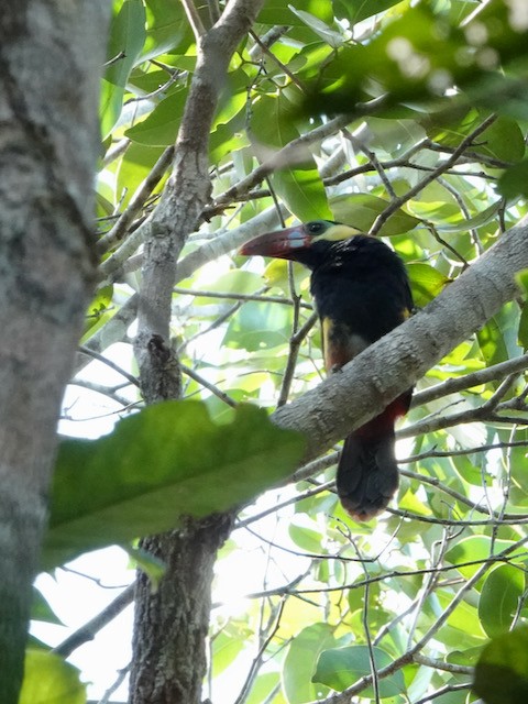 Tawny-tufted Toucanet - ML632569563