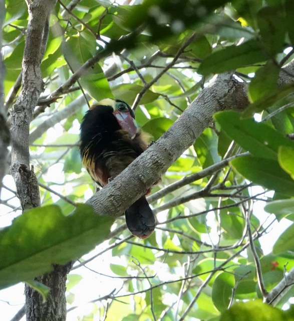 Tawny-tufted Toucanet - ML632569564