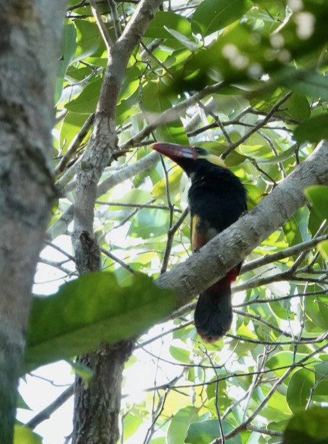 Tawny-tufted Toucanet - ML632569565
