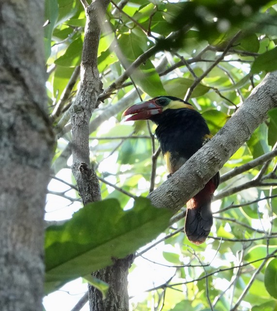 Tawny-tufted Toucanet - ML632569566