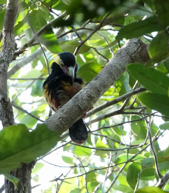 Tawny-tufted Toucanet - ML632569567