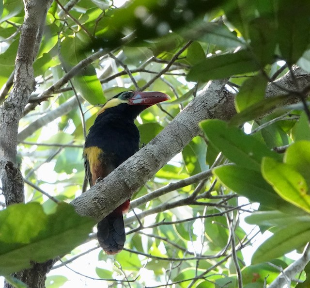 Tawny-tufted Toucanet - ML632569568