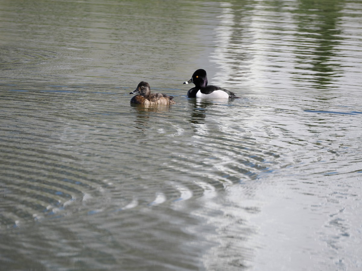 Ring-necked Duck - ML632569631