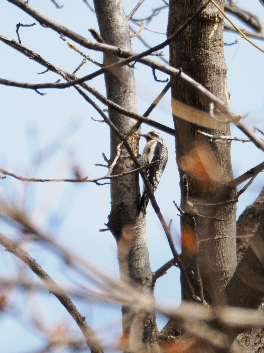 Yellow-bellied Sapsucker - ML632569708