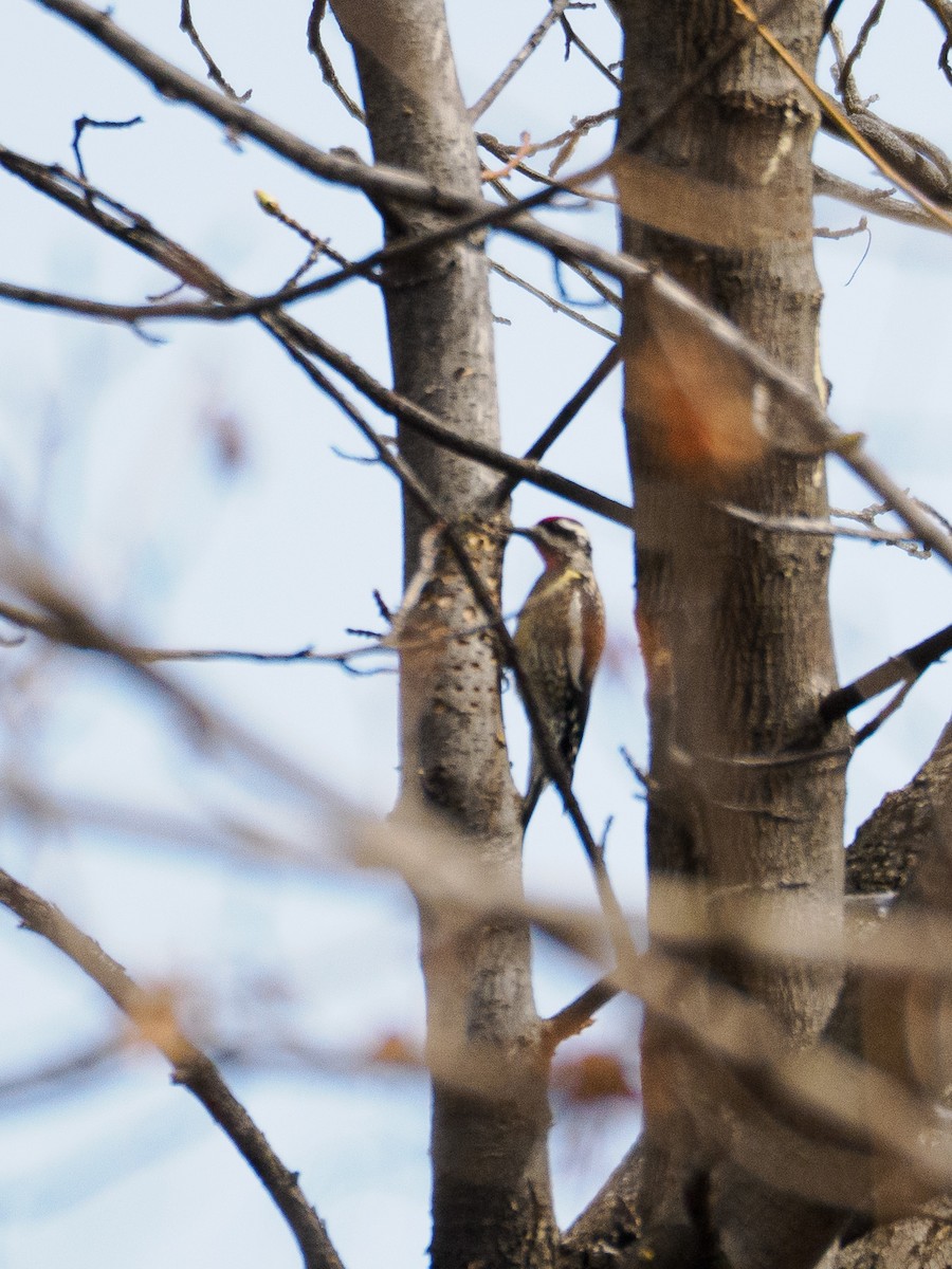 Yellow-bellied Sapsucker - ML632569709
