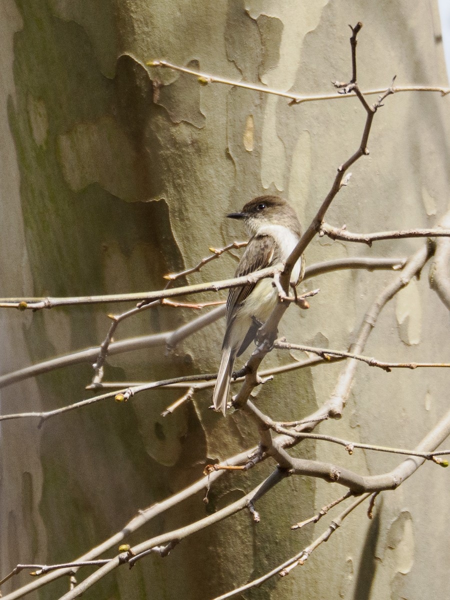 Eastern Phoebe - ML632569716
