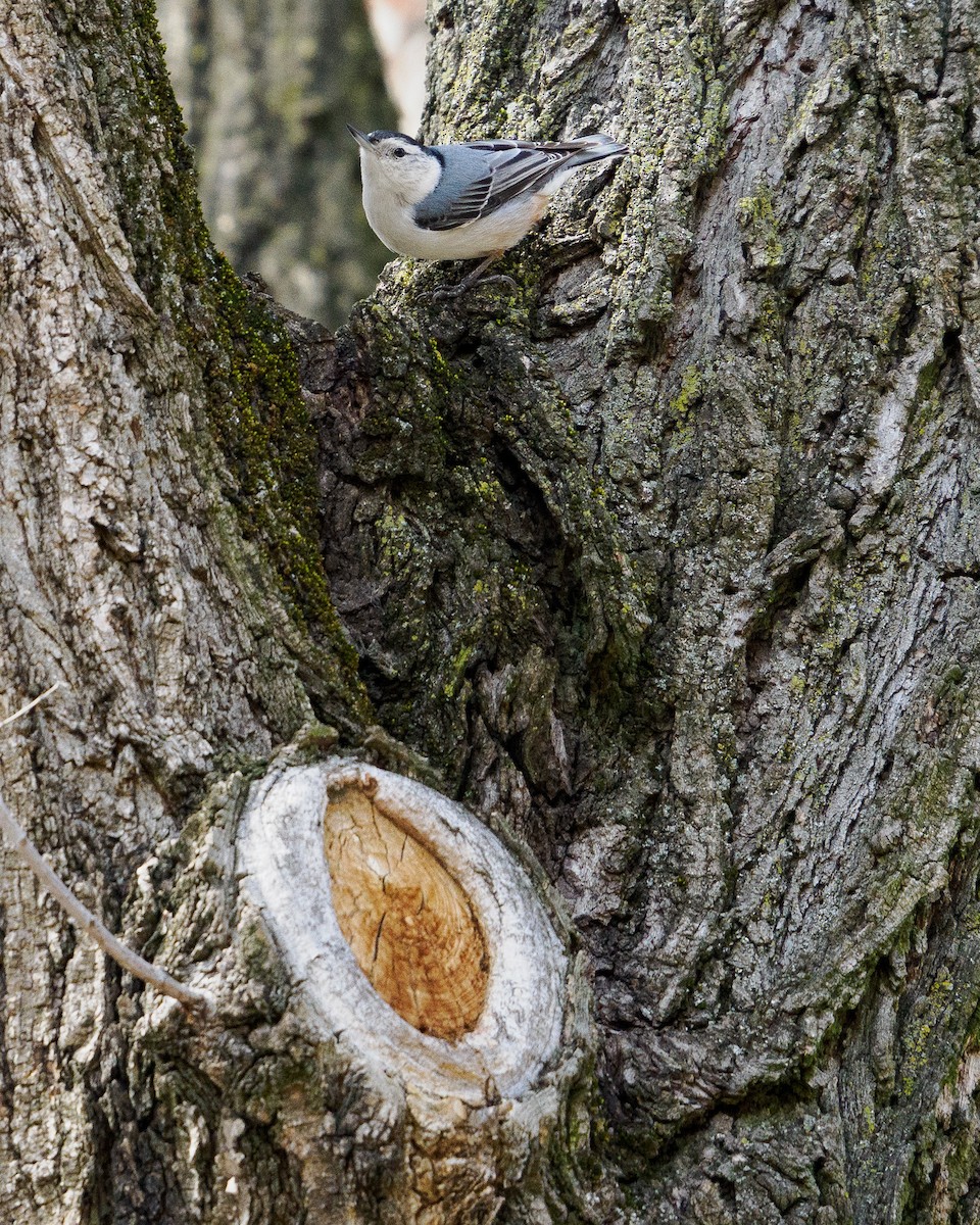 White-breasted Nuthatch - ML632569726
