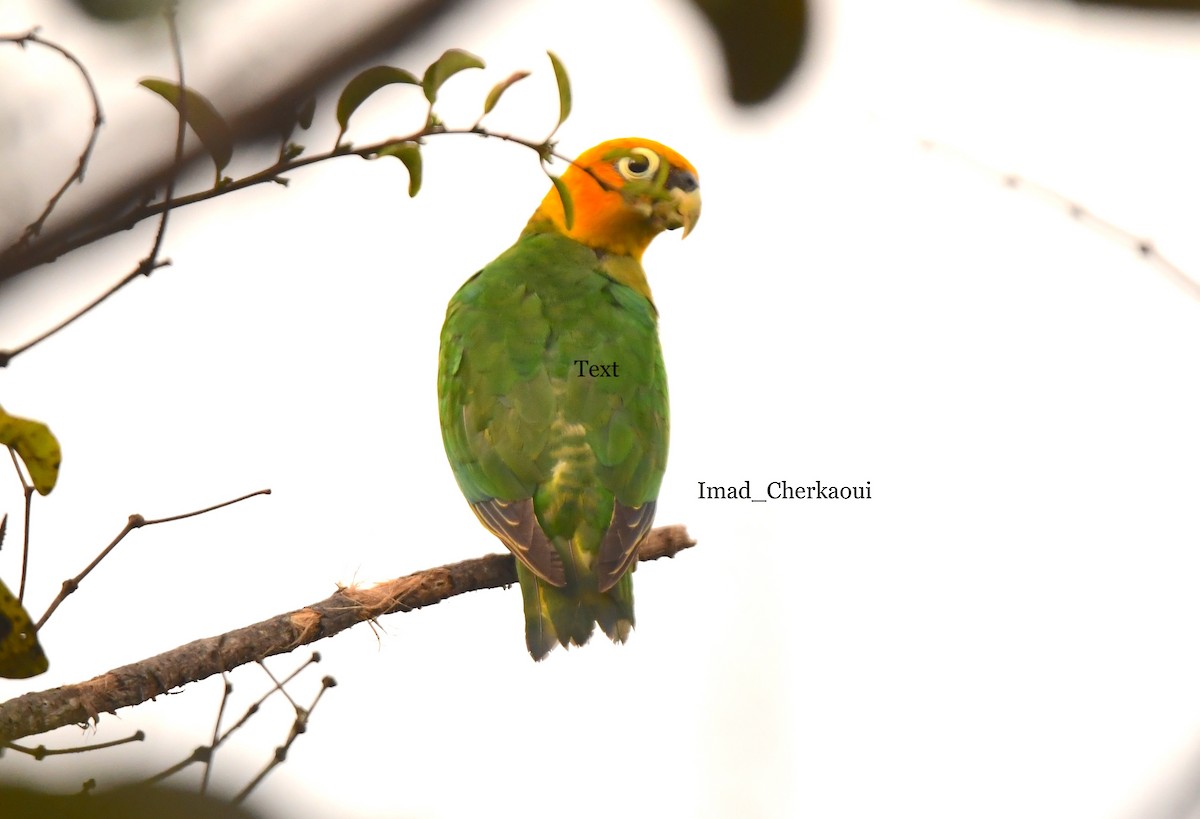 Saffron-headed Parrot - ML632569784