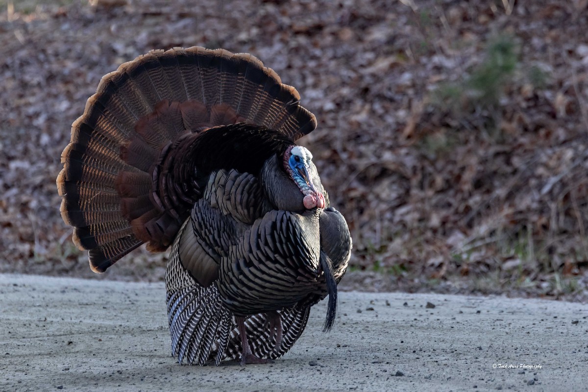 Wild Turkey - ML632569791