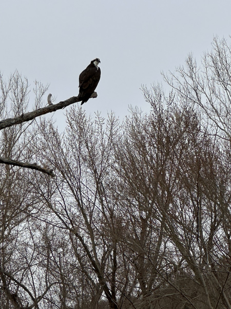 Osprey - ML632569838