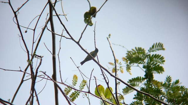 Dacnis bleu - ML632569900