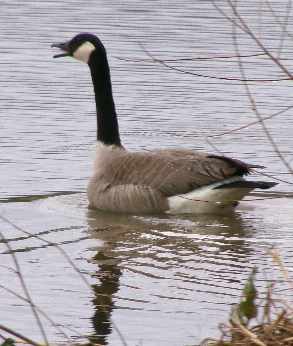eBird Checklist - 23 Mar 2025 - Frank Lyne's Farm (Private) stakeout ...