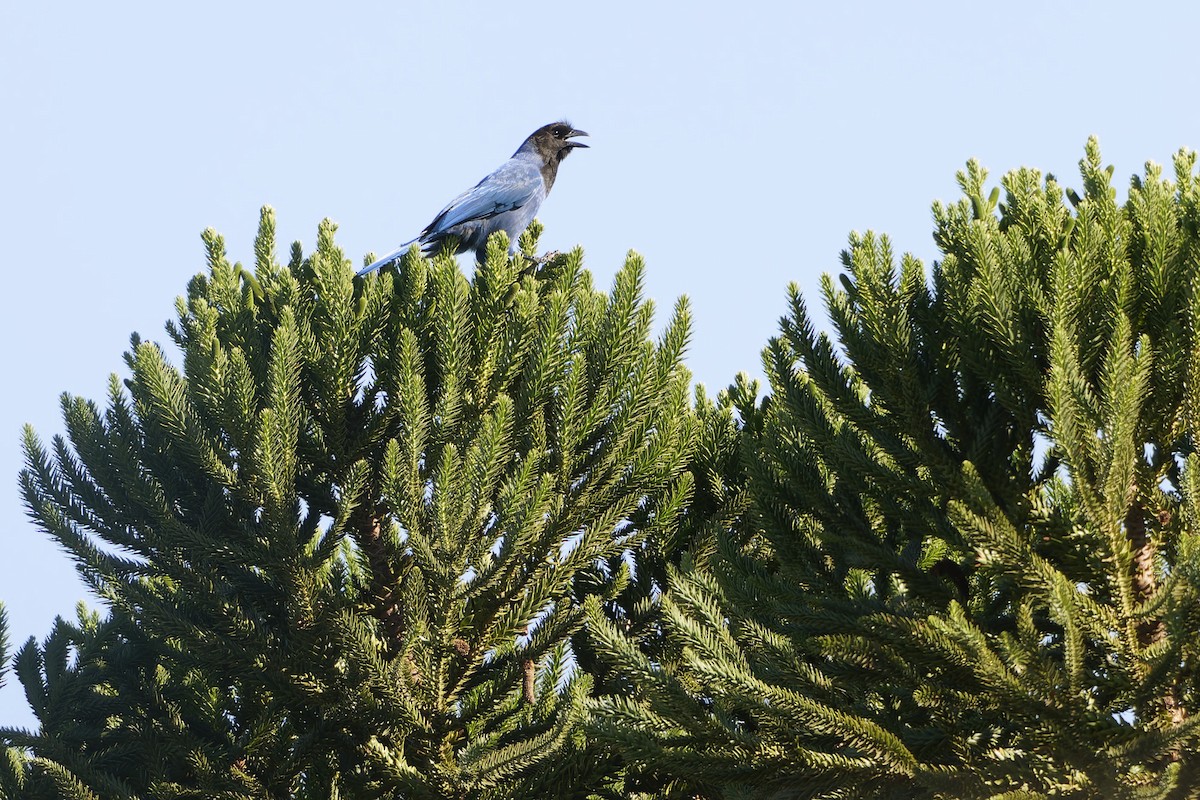 Chara Cerúlea - ML632570310