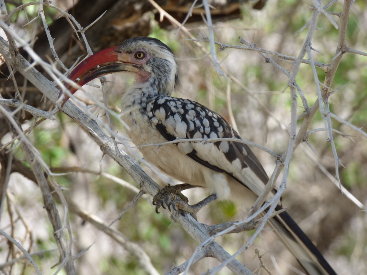 Southern Red-billed Hornbill - Bill Crins