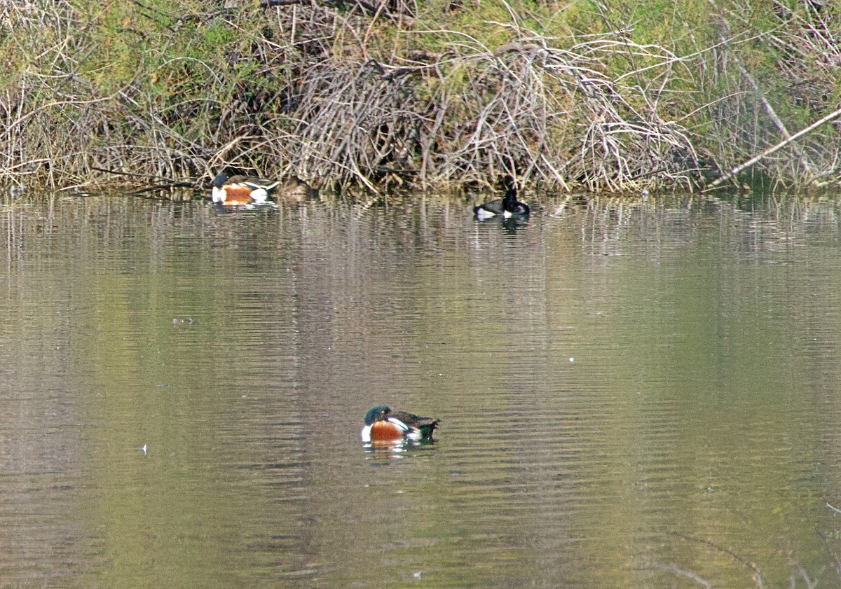 Northern Shoveler - ML632570541