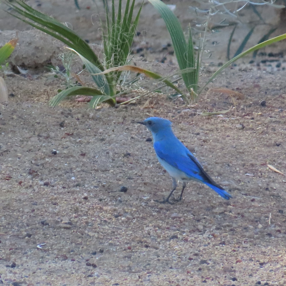 Mountain Bluebird - ML632570624