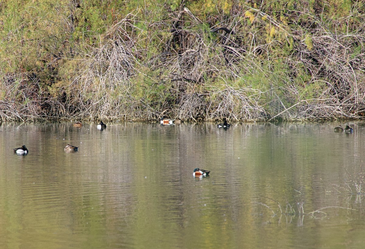 Ring-necked Duck - ML632570697