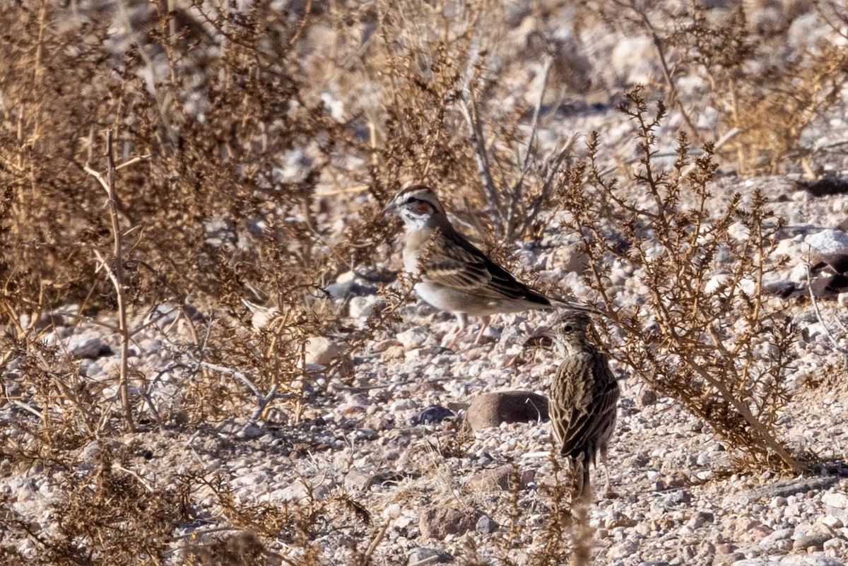 Bruant à joues marron - ML632570741