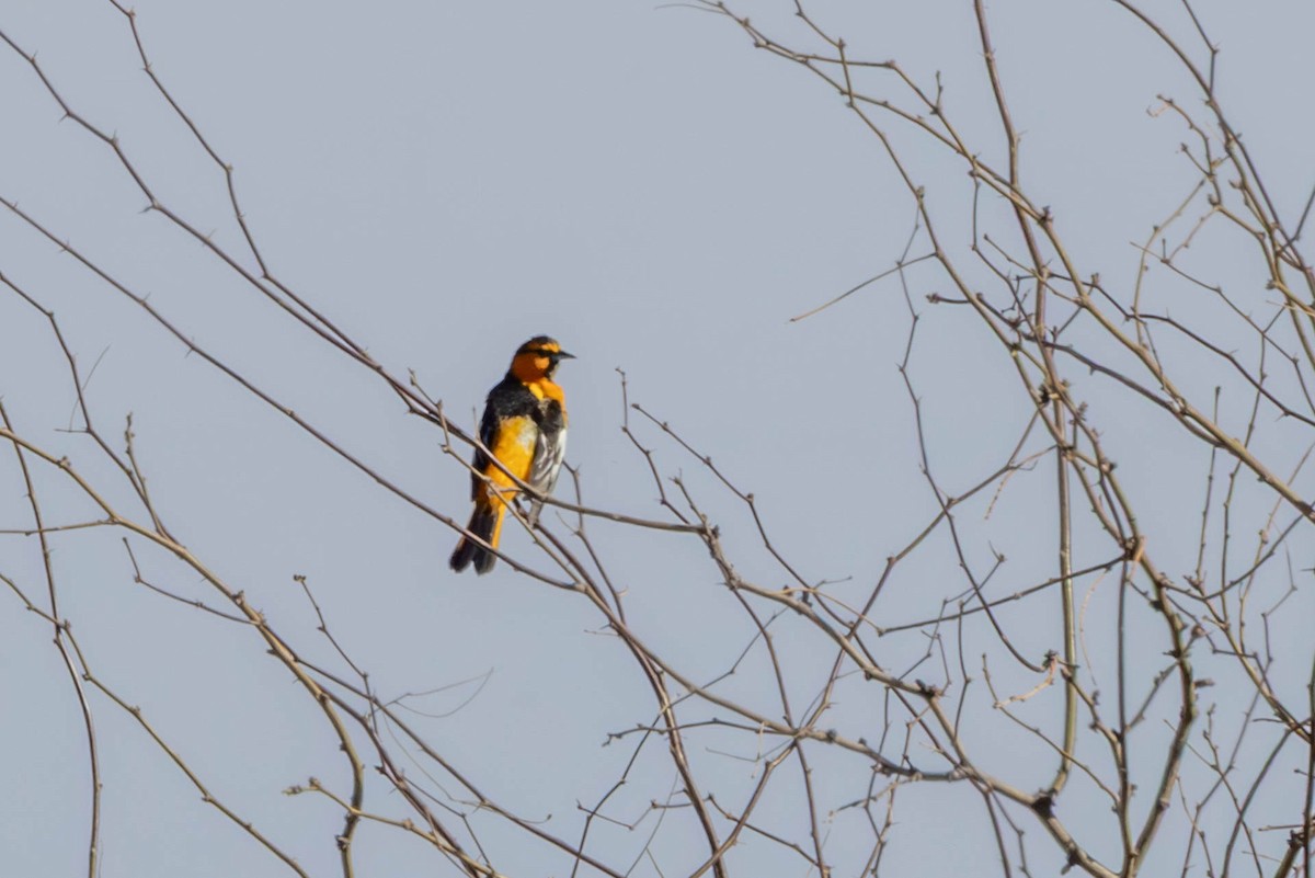 Oriole de Bullock - ML632570786