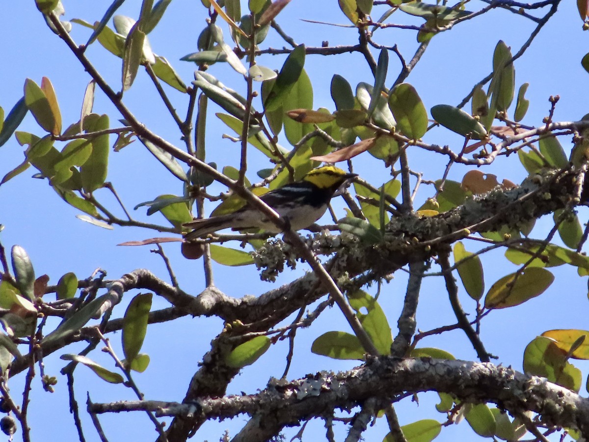 Golden-cheeked Warbler - ML632570819
