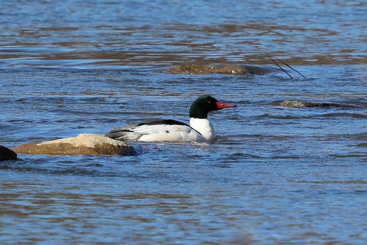 Gänsesäger - ML632570865