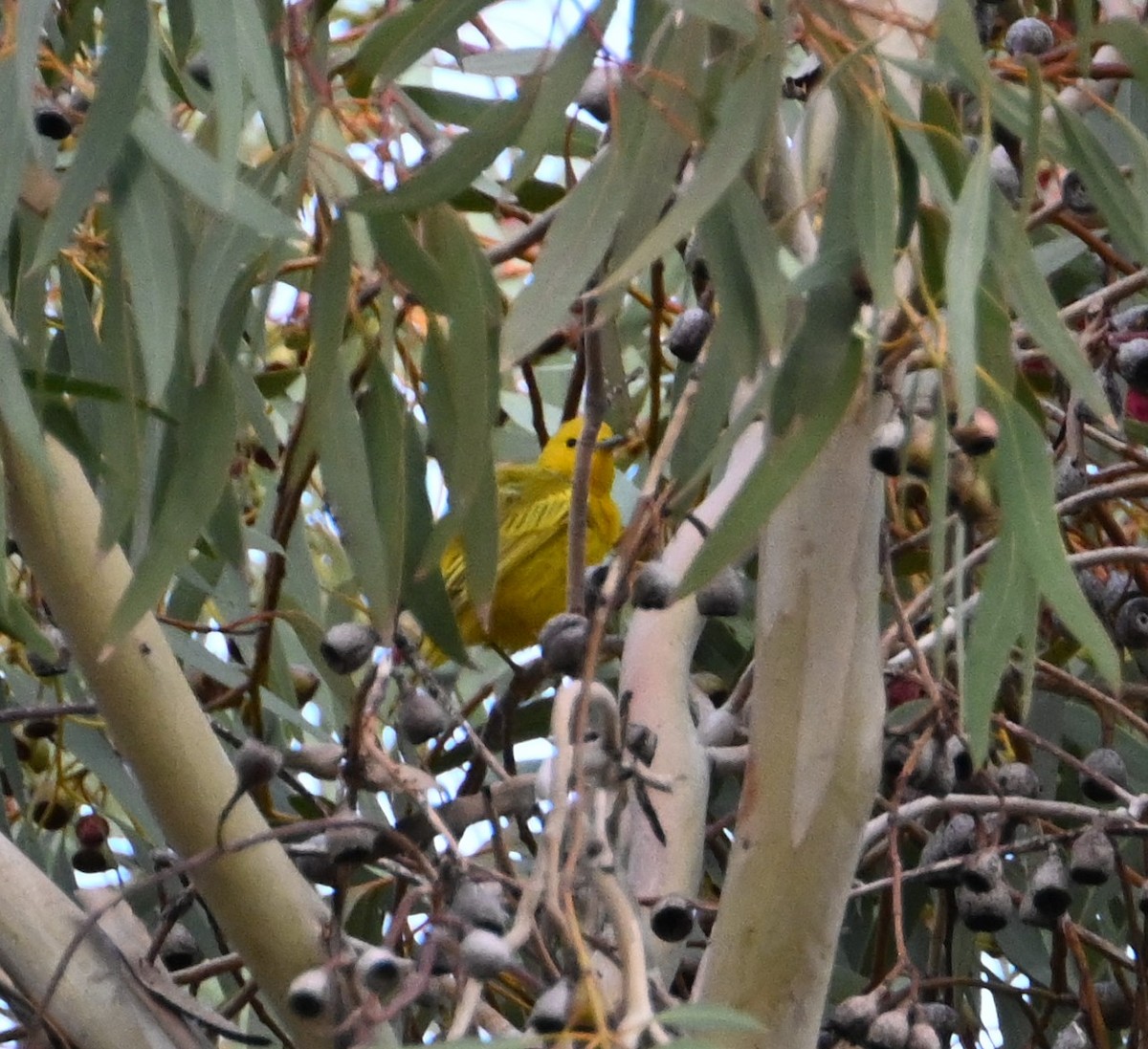 Yellow Warbler - ML632570869