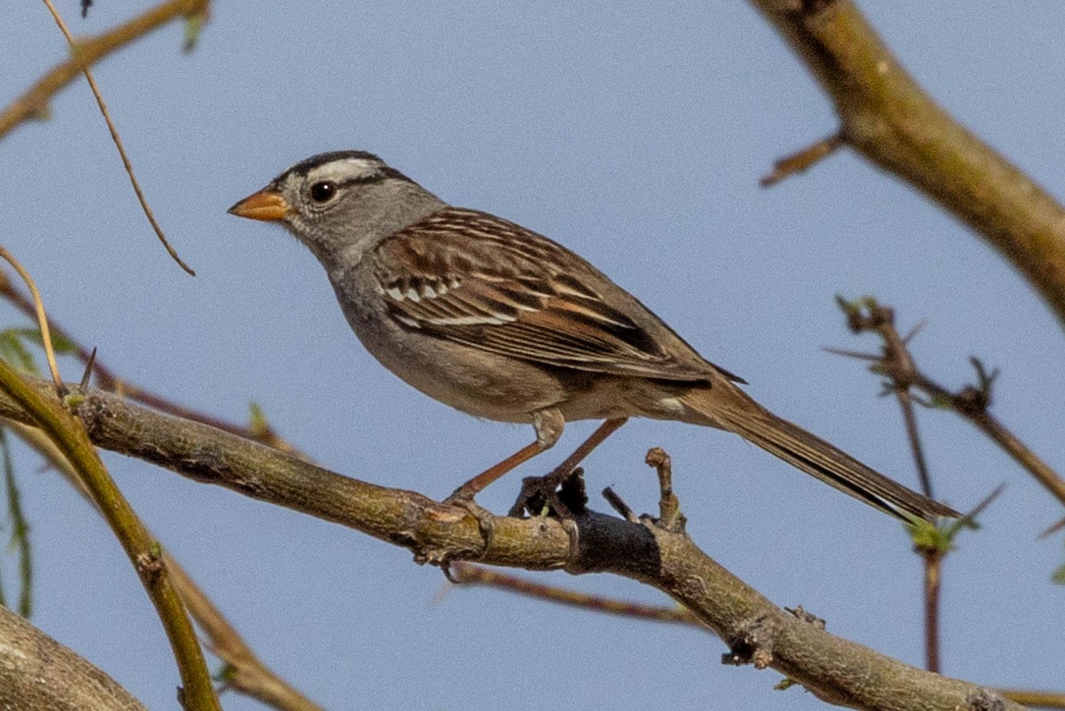 Bruant à couronne blanche (gambelii) - ML632570900