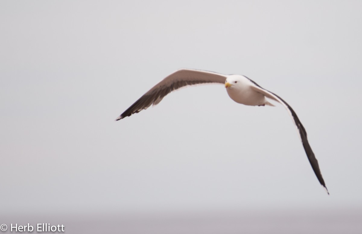 Great Black-backed Gull - ML63257091